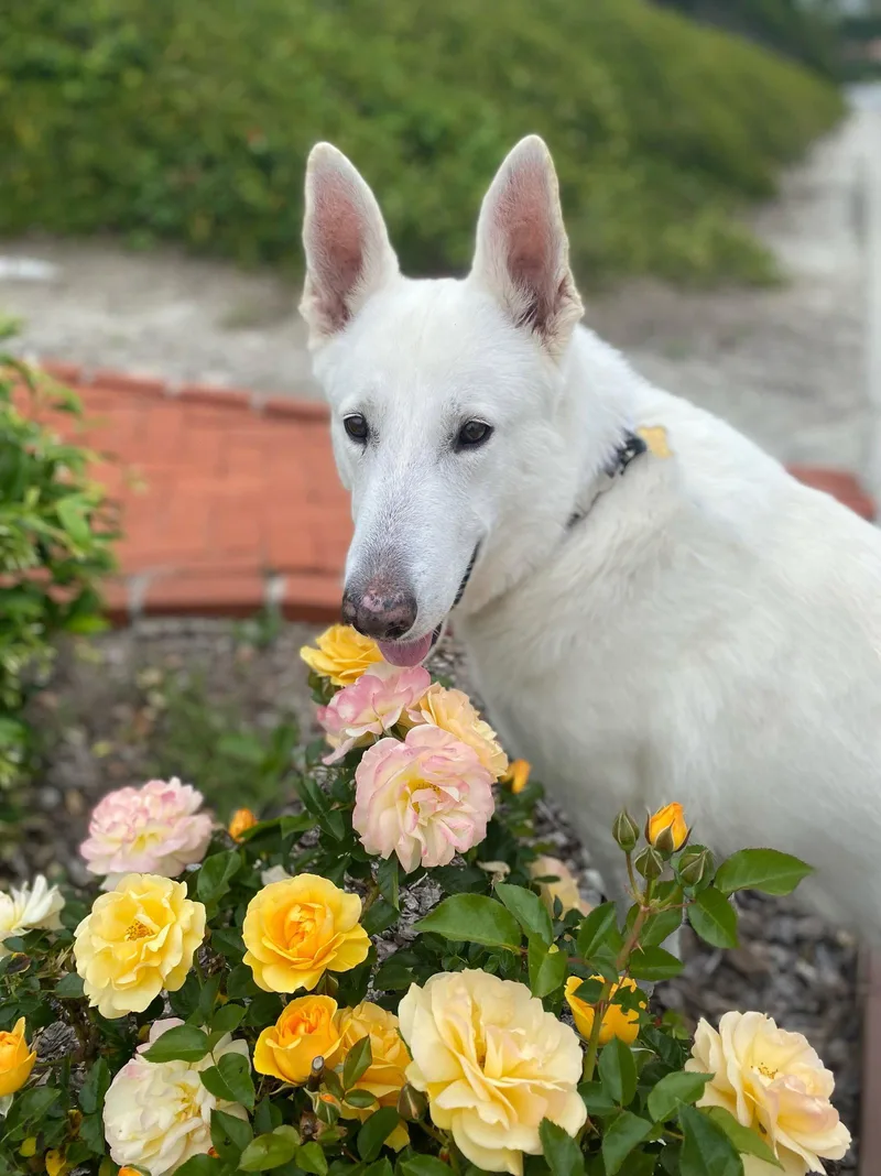 A young large-sized male German Shepherd Dog dog named Luke for adoption in Irvine, CA