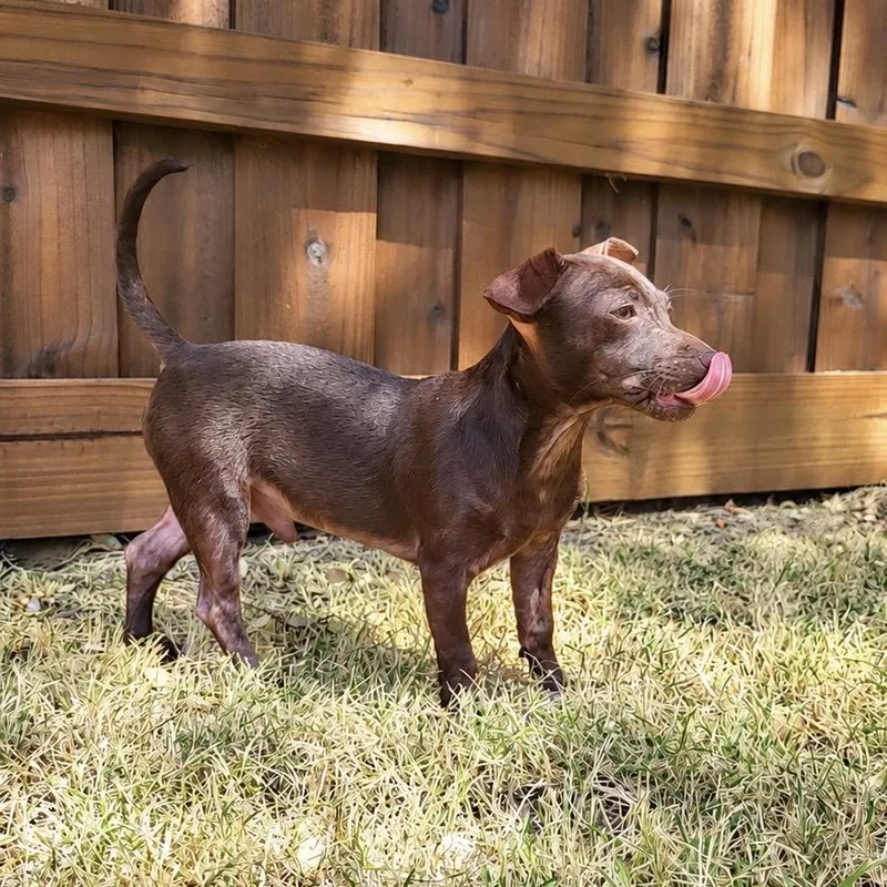 A young small-sized male Chihuahua dog named Jeffe for adoption in Colleyville, TX