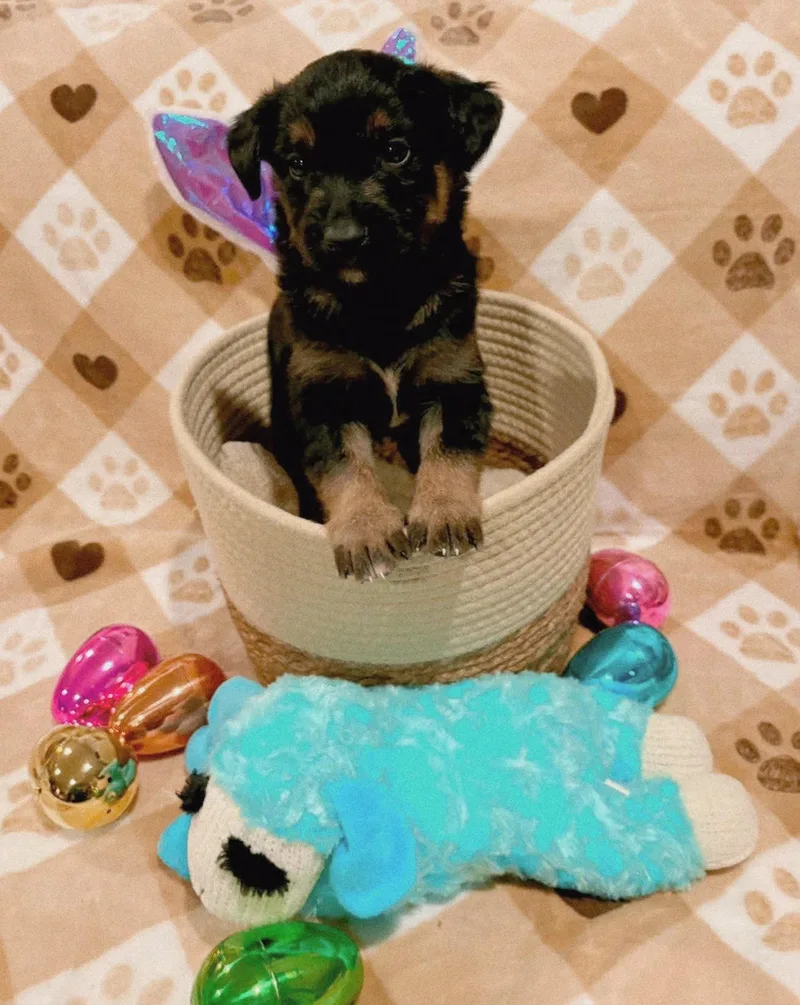 Guinness thumbnail 2