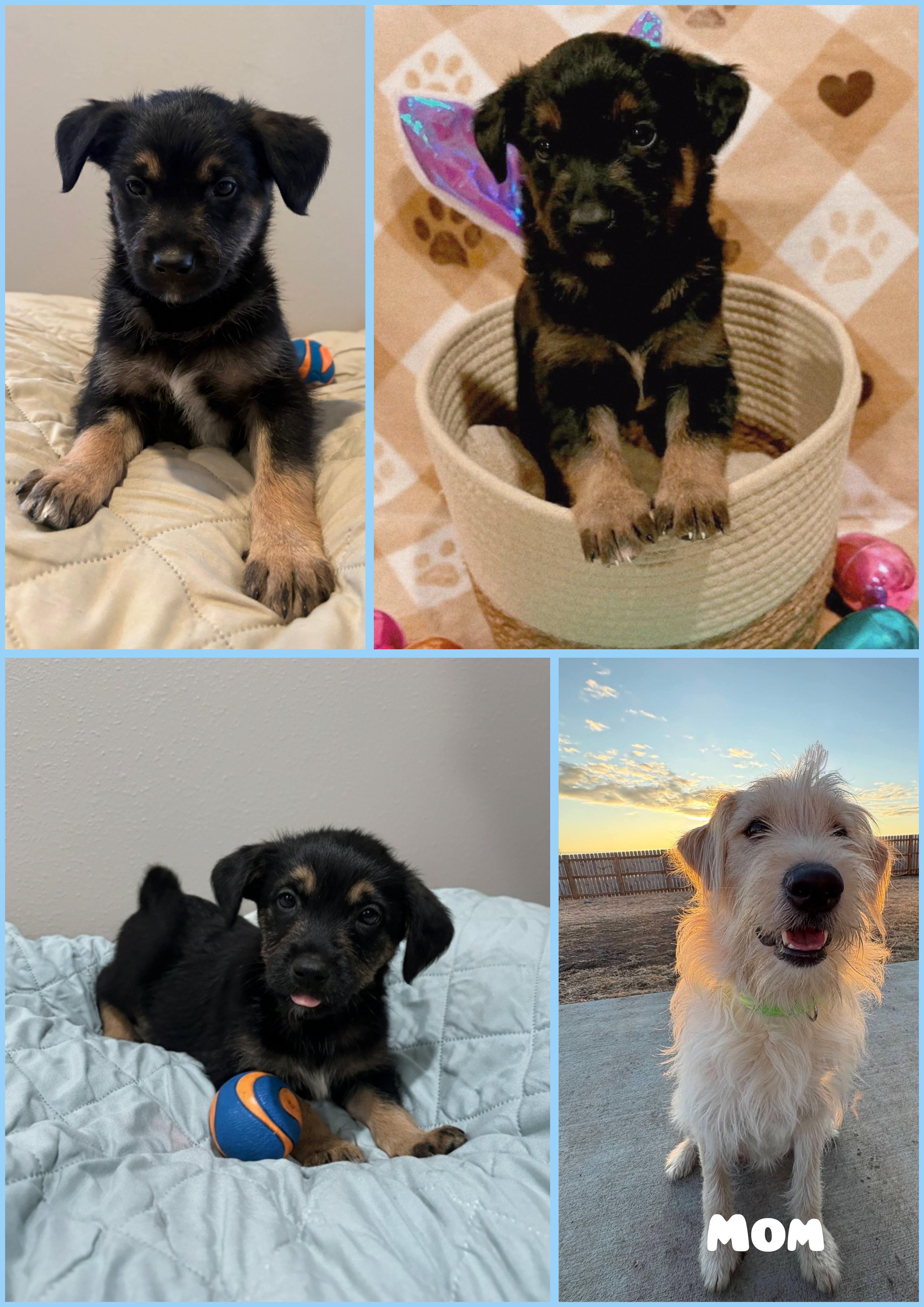 A baby medium-sized male Bicolor Goldendoodle dog named Guinness for adoption in Wedgefield, SC