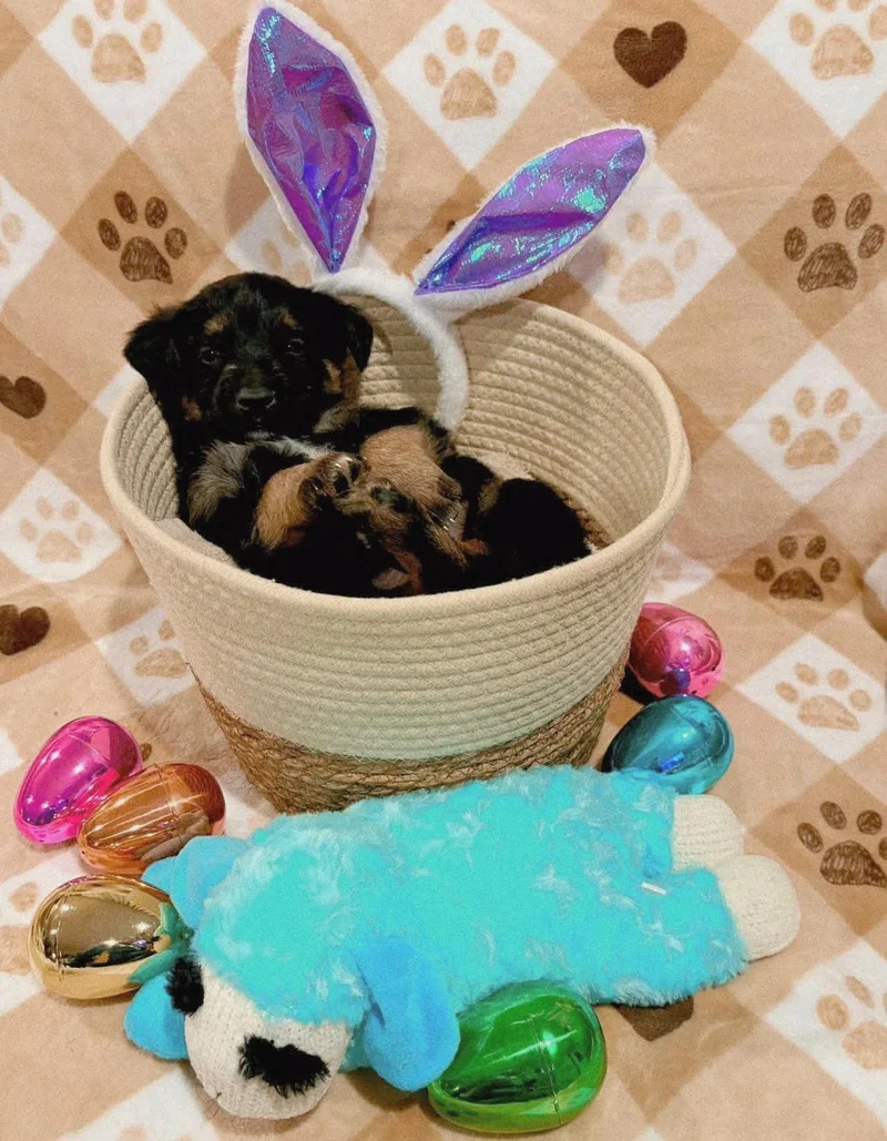 Guinness thumbnail 6