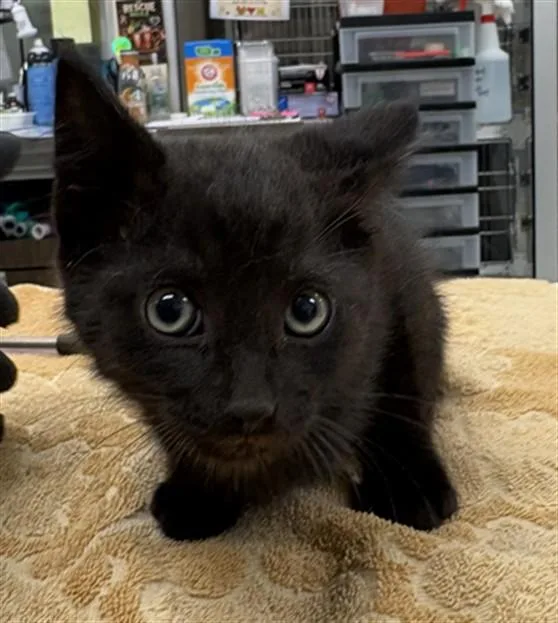 A baby small-sized male Domestic Short Hair cat named Megaladon for adoption in Aliquippa, PA