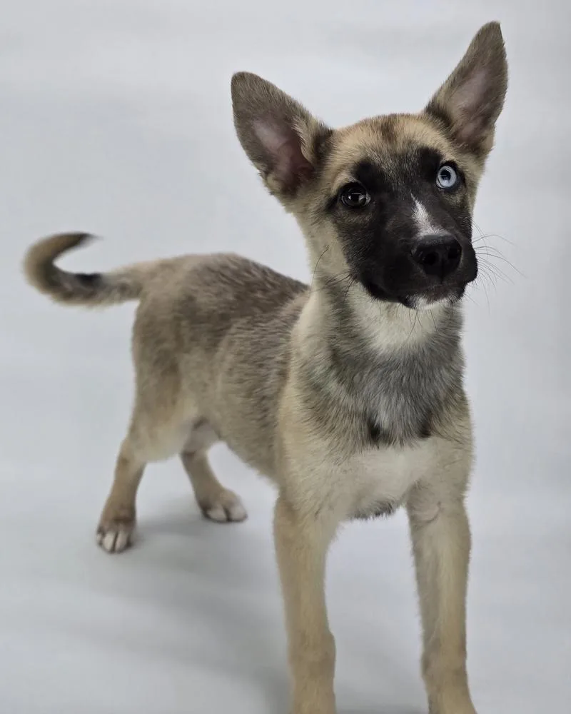 A baby large-sized male Tricolor (Brown, Black, & White) German Shepherd Dog dog named Parker for adoption in Sedalia, CO