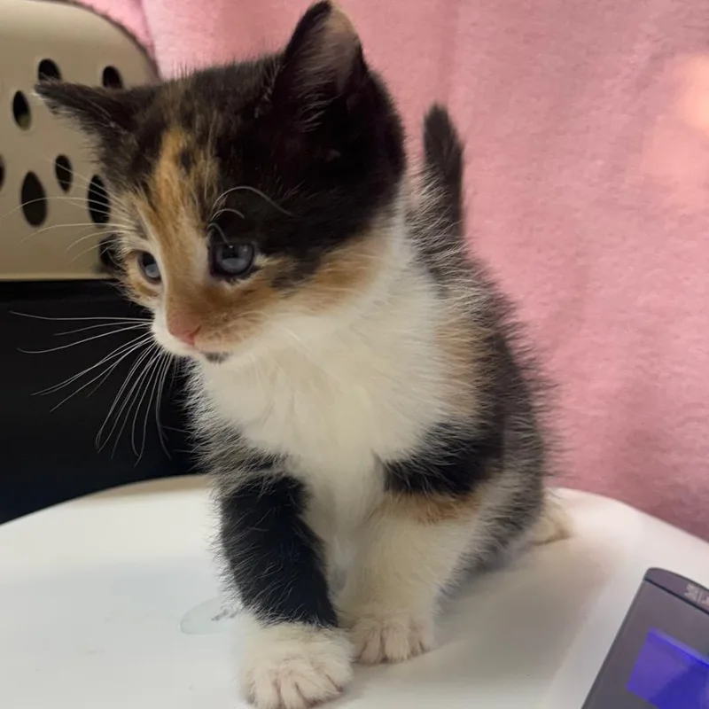 Buttercup thumbnail 2