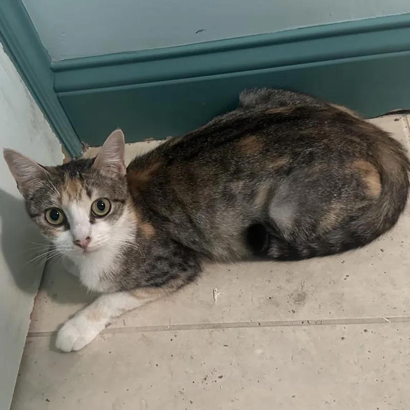 A young small-sized female Calico Domestic Short Hair cat named Phoebe for adoption in Los Angeles, CA