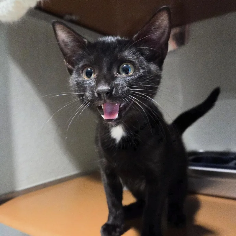 A baby small-sized male Black Domestic Short Hair cat named Lovey for adoption in Chattanooga, TN