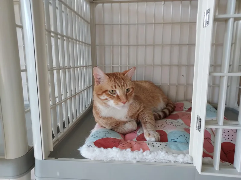 A young medium-sized male Tabby (Orange / Red) Domestic Short Hair cat named Simba Bonded With Mufasa for adoption in Ellicott City, MD