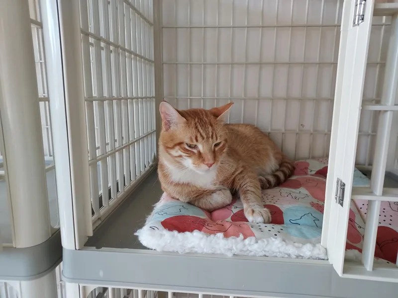 Simba bonded with Mufasa thumbnail 2