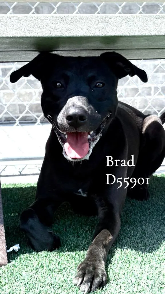 Brad