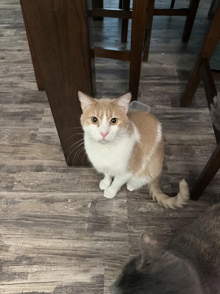 An adult large-sized male White Domestic Short Hair cat named Rusty for adoption in O'Fallon, MO