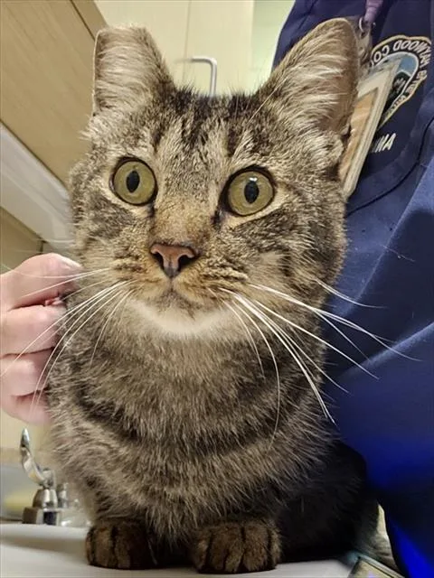 An adult medium-sized male Brown / Chocolate Domestic Short Hair cat named Fitch for adoption in Clyde, NC