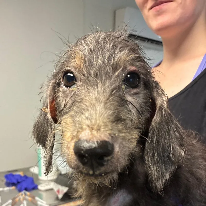 A baby medium-sized male Black Poodle dog named Onion for adoption in Hattiesburg, MS