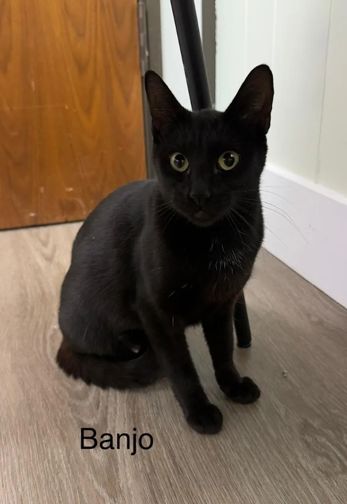 A baby medium-sized female Domestic Short Hair cat named Banjo for adoption in San Pedro, CA