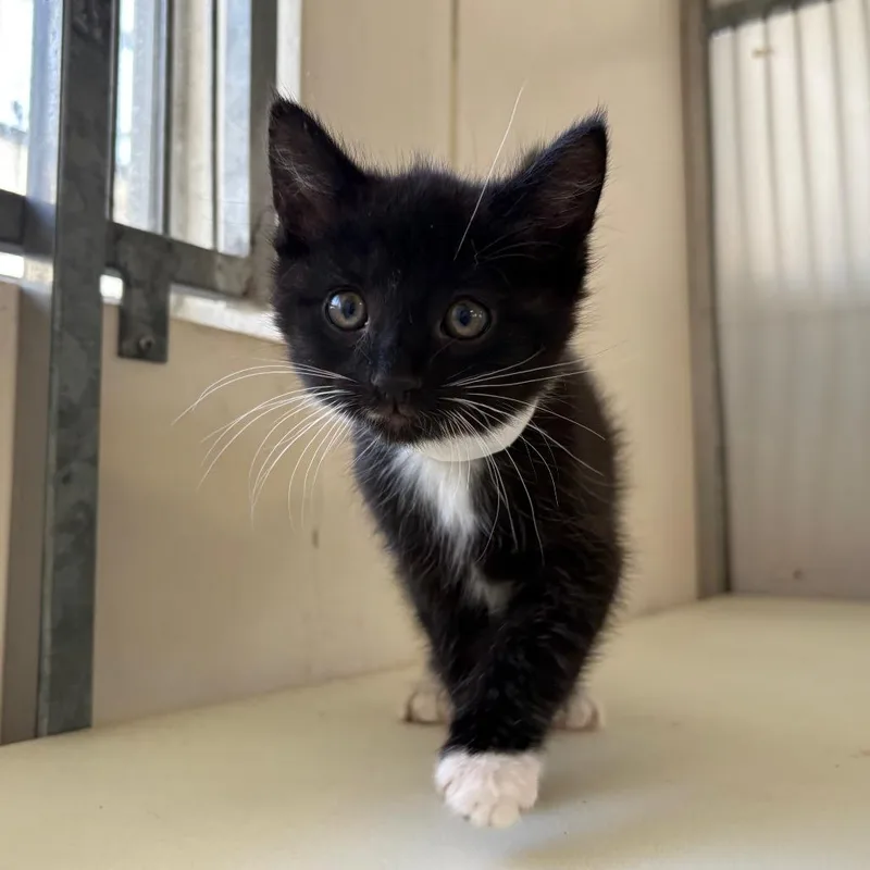 A baby small-sized male Black Domestic Short Hair cat named Honeysuckle for adoption in Santa Barbara, CA