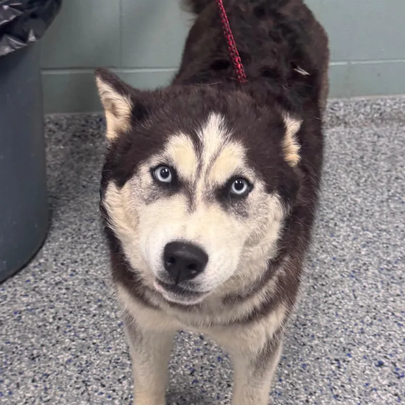 A young medium-sized female Black Husky dog named Colleen for adoption in Greenville, SC