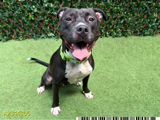 A young medium-sized female Mixed Breed dog named Dolly for adoption in West Palm Beach, FL