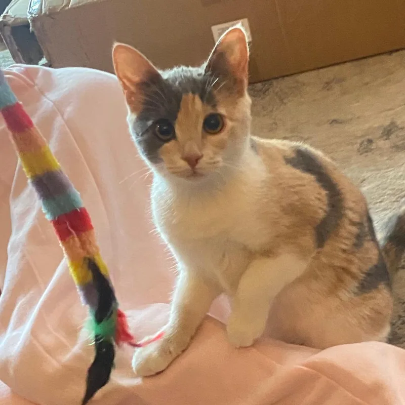 A baby medium-sized female Domestic Short Hair cat named Lily for adoption in Arlington, VA