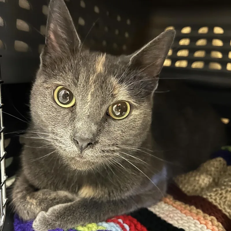 An adult medium-sized female Tortoiseshell Domestic Short Hair cat named Maisie for adoption in Fairport, NY