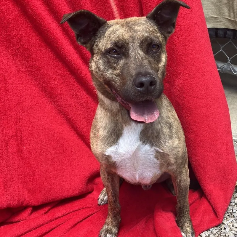 A young medium-sized male Brindle Mountain Cur dog named Chitlin for adoption in Pulaski, TN