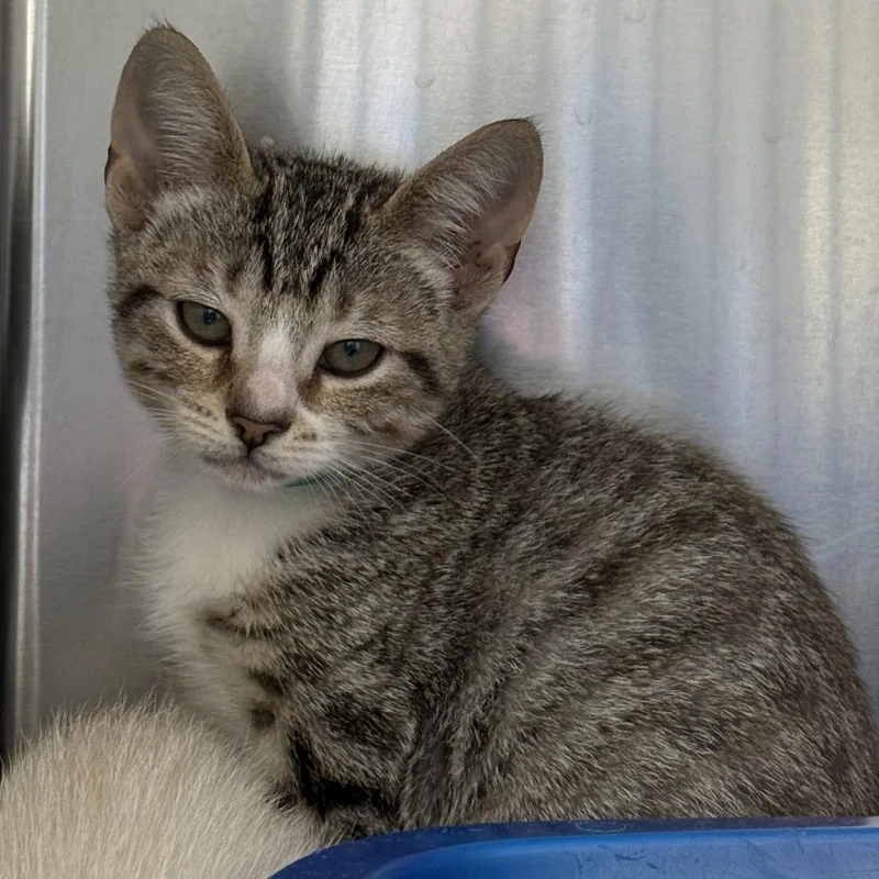 A baby small-sized female Brown / Chocolate Domestic Short Hair cat named Princess for adoption in Oakland, CA