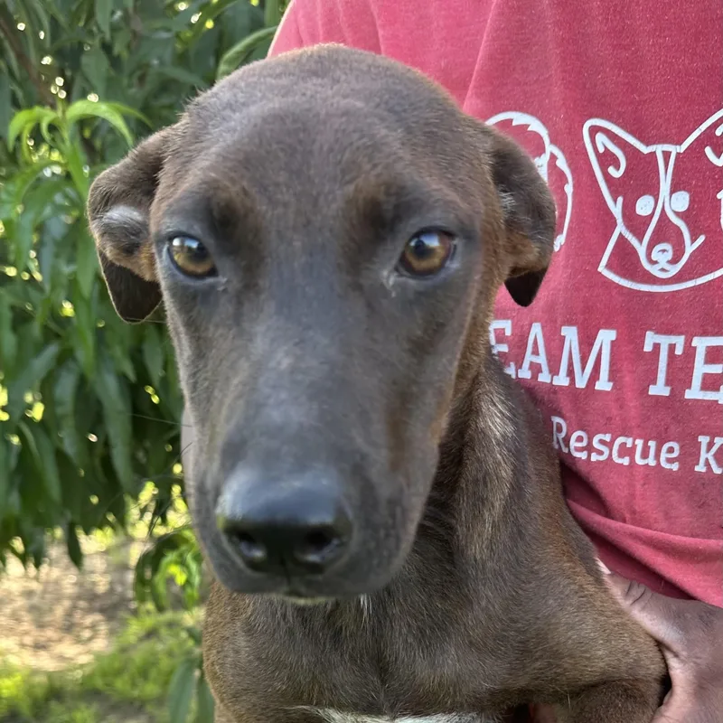 A baby medium-sized female Brown / Chocolate Belgian Shepherd / Malinois dog named Riley  Local July for adoption in Brookshire, TX
