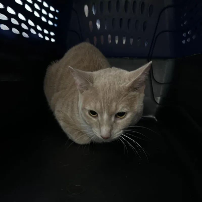 A baby medium-sized male Orange / Red Domestic Long Hair cat named Sylvester for adoption in Weimar, CA
