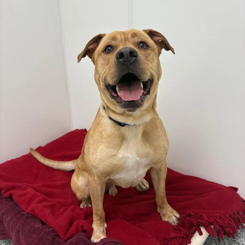 An adult large-sized male Yellow / Tan / Blond / Fawn Labrador Retriever dog named Canyon for adoption in Brookfield, WI