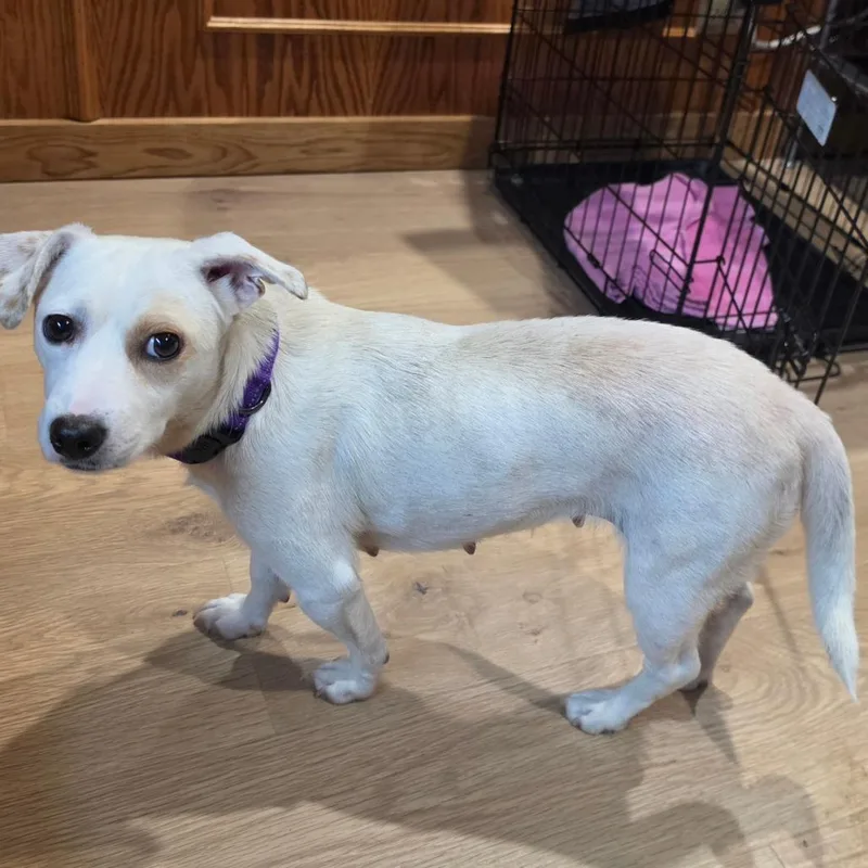 A young small-sized female White / Cream Terrier dog named Melody Costa Mesa Location for adoption in Chino Hills, CA