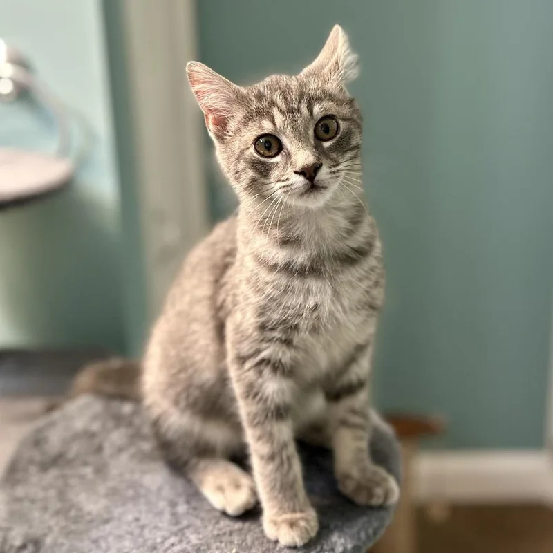 A baby small-sized male Gray / Blue / Silver Domestic Short Hair cat named Frosty for adoption in Stafford, VA