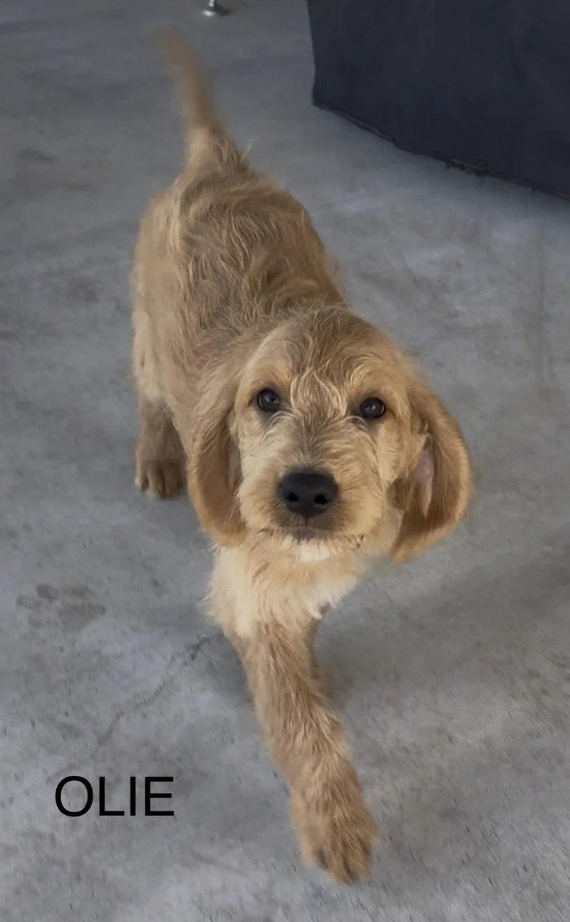 Ollie Jb In Tx thumbnail 2