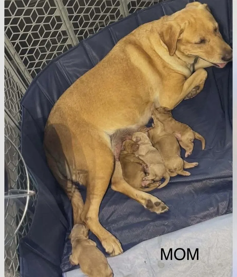 Ollie Jb In Tx thumbnail 3