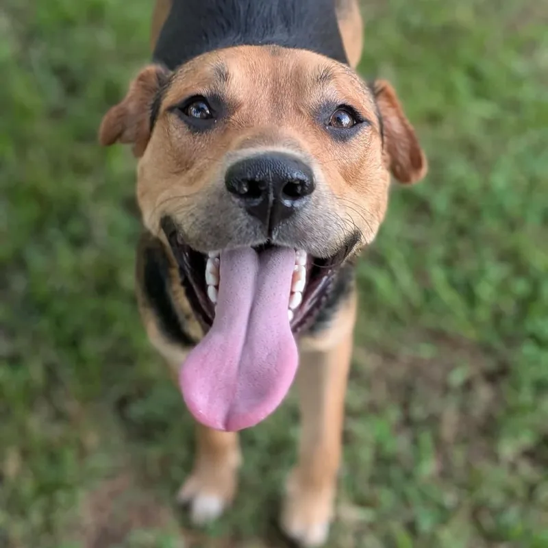 A young medium-sized male Black Mixed Breed dog named Orecchiette "Oro" for adoption in Zuni, VA