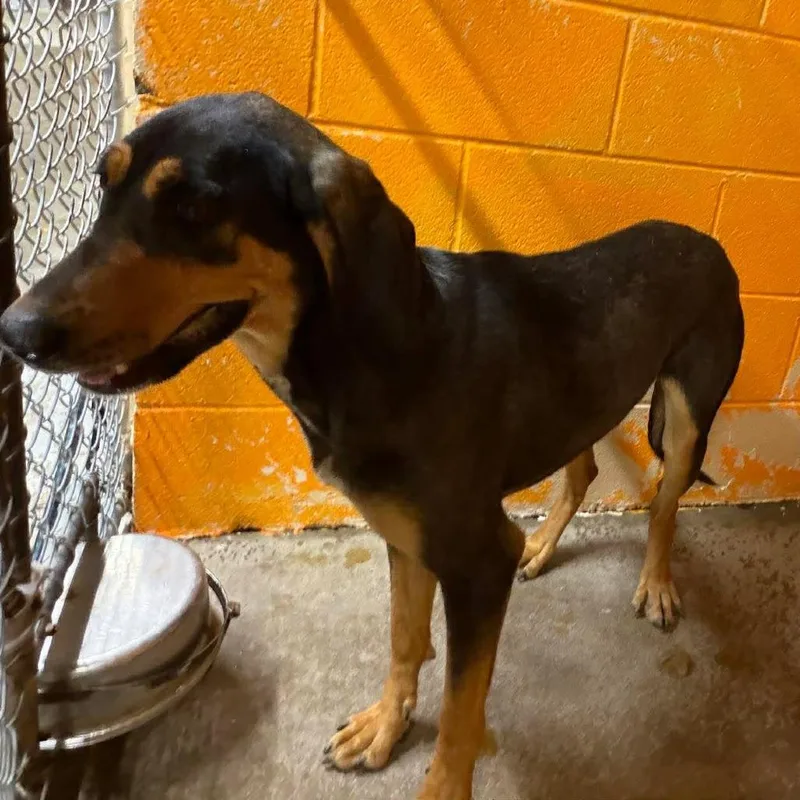 An adult medium-sized female Black and Tan Coonhound dog named Raven for adoption in Shinnston, WV