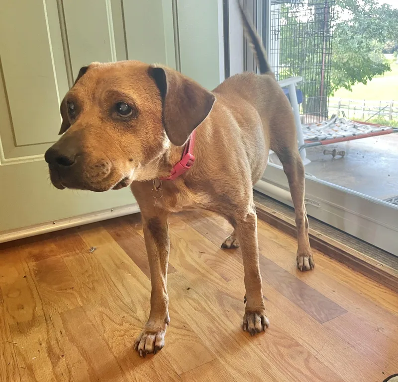 A senior medium-sized female Apricot / Beige Hound dog named Meg for adoption in Clarkesville, GA
