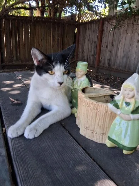 A young medium-sized male White Domestic Short Hair cat named Alfie for adoption in Santa Cruz, CA