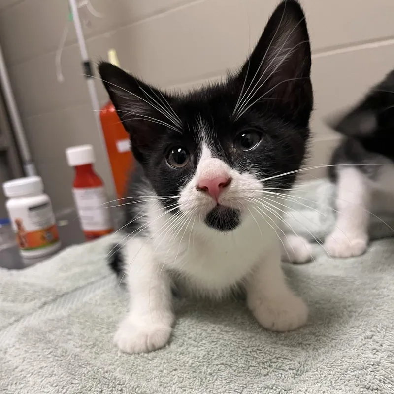 A baby small-sized female Black Domestic Short Hair cat named Tulia for adoption in Bristol, IN