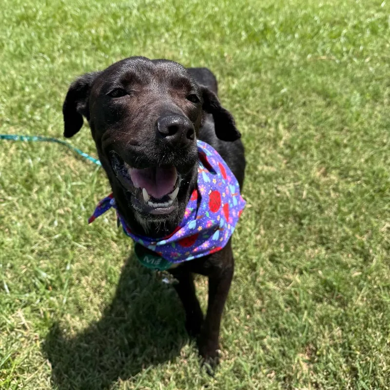 An adult medium-sized female Black Labrador Retriever dog named Nyxie for adoption in San Antonio, TX