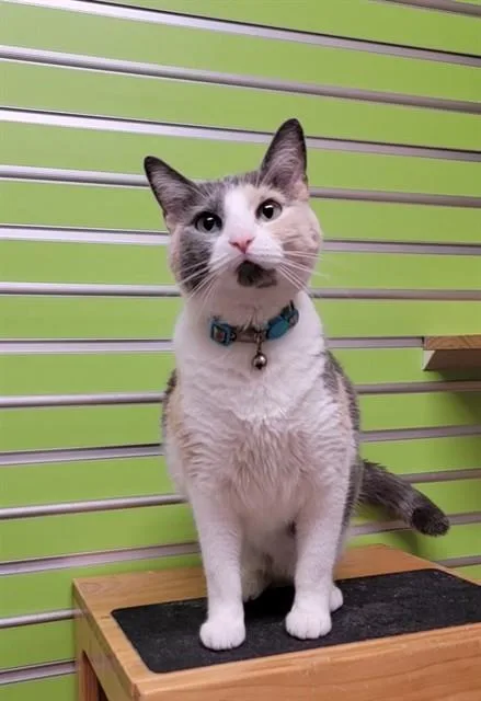 An adult medium-sized female Domestic Short Hair cat named Maylie for adoption in Saint Peters, MO