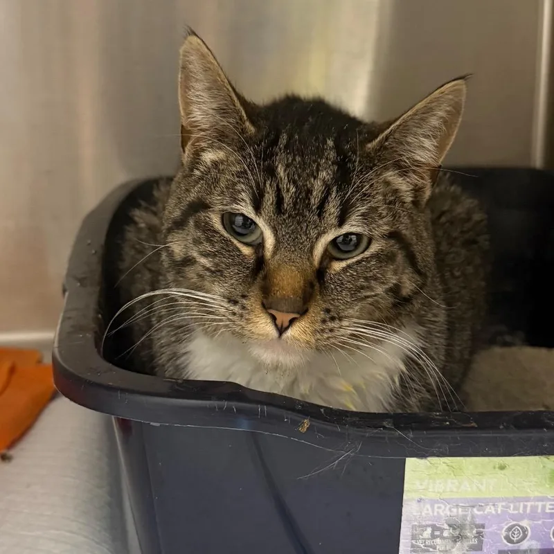 An adult medium-sized male Brown / Chocolate Domestic Short Hair cat named Wolfie for adoption in Garfield, AR