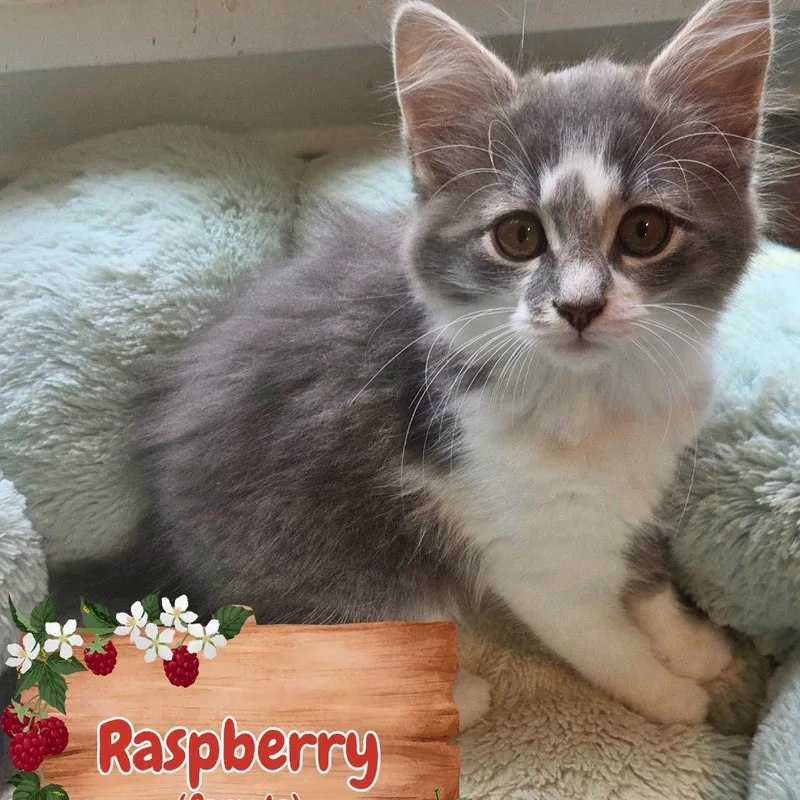 A baby small-sized female Gray / Blue / Silver Domestic Long Hair cat named Raspberry for adoption in Wind Gap, PA