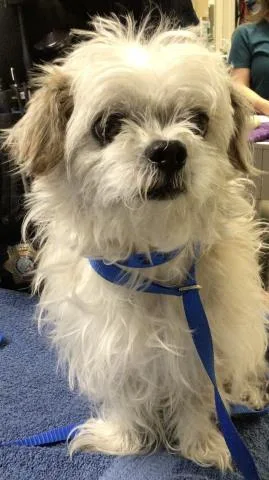 An adult small-sized male Shih Tzu dog named Rumi for adoption in Riverside, CA