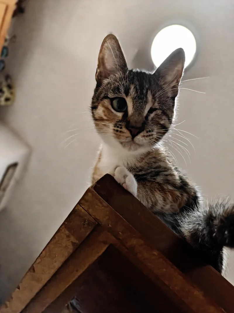 A young small-sized female Calico Domestic Short Hair cat named Winky for adoption in Cleveland, TX