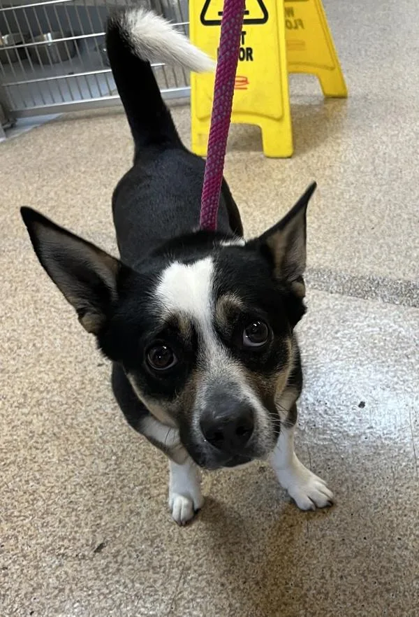 An adult small-sized male Corgi dog named Bazooka Joe for adoption in Salem, OR