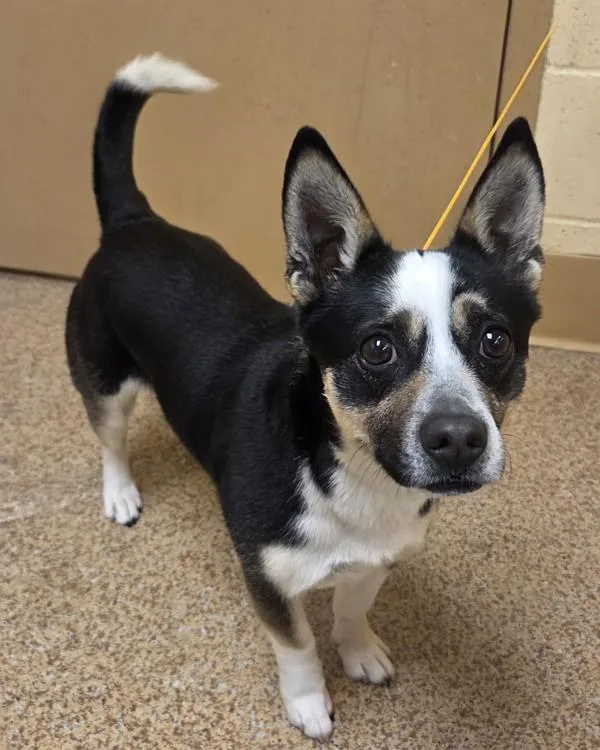 Bazooka Joe thumbnail 2