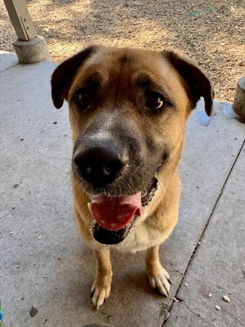 An adult large-sized male Boxer dog named Ali for adoption in South Lake Tahoe, CA