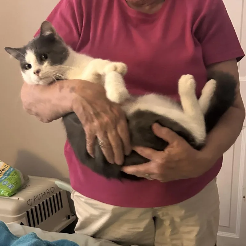 A young small-sized male Gray / Blue / Silver Domestic Short Hair cat named Banjo McKenzie for adoption in Merrifield, VA