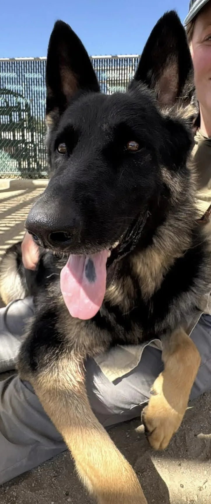 Rex