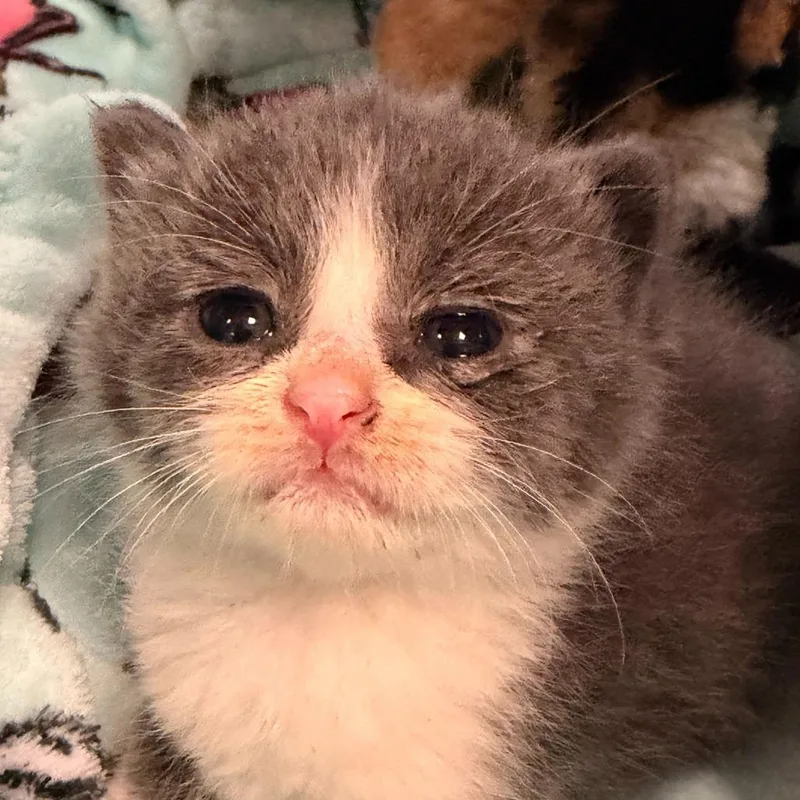 A baby small-sized female Gray / Blue / Silver Domestic Short Hair cat named Pozole for adoption in Los Angeles, CA