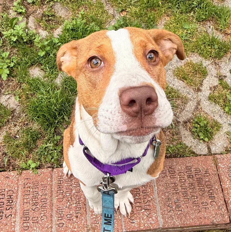 A baby medium-sized female Yellow / Tan / Blond / Fawn Hound dog named Petunia for adoption in Norwalk, CT