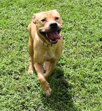 An adult medium-sized male Pit Bull Terrier dog named Fondue for adoption in Inverness, FL